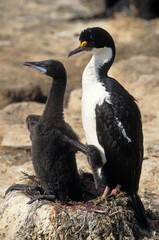 Cormoran impérial,.Leucocarbo atriceps , Imperial Shag,  Iles Falkland, Malouines