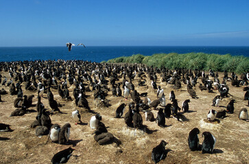 Cormoran impérial,.Leucocarbo atriceps , Imperial Shag,  Iles Falkland, Malouines