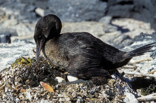 Cormoran apt&egrave;re, nid,.Nannopterum harrisi , Flightless Cormorant, Archipel des Galapagos