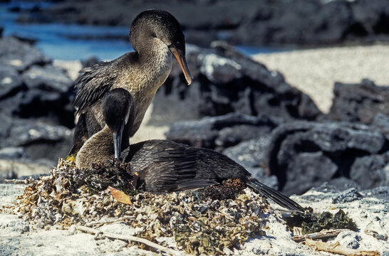Cormoran apt&egrave;re, nid,.Nannopterum harrisi , Flightless Cormorant, Archipel des Galapagos