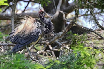 Close-up of a heron perched on a tree branch with lush green foliage in the background