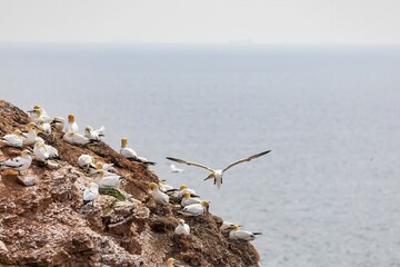 gannet in flight over the sea