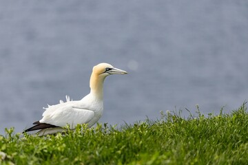 gannet against sea