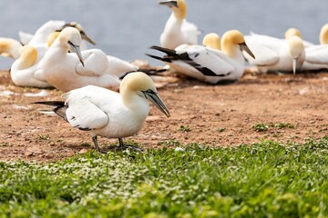 ganets on a cliff