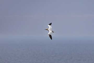 gannet in flight over the sea