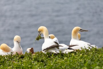 ganets on a cliff
