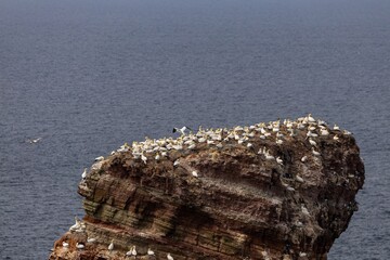 Fototapeta premium Vogelfelsen auf Helgoland