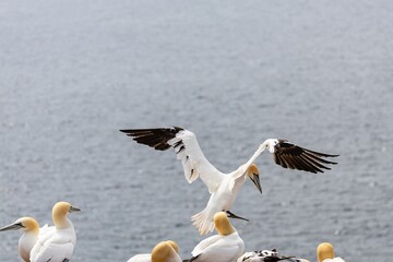 gannet in flight over the sea