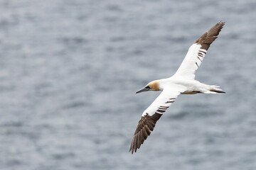 gannet in flight over the sea