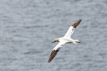 gannet in flight over the sea