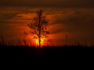 Sunsets over a row of trees and meadows.