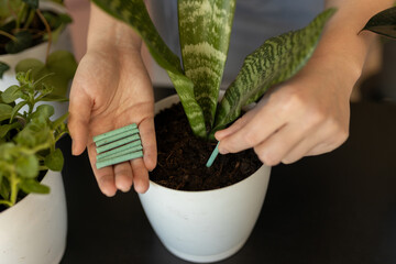 Close up of Female gardener hands adding houseplants fertilizer soil chopsticks to pot. Caring of home green plants indoors