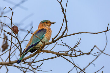 Indian Roller on a Branch in Indian Forest