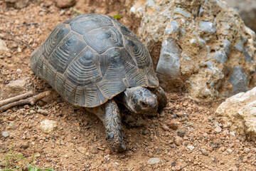 Mediterranean spur-thighed tortoise or Moorish tortoise (Maurische Landschildkröte) Testudo graeca ibera
