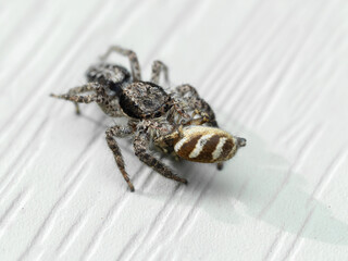 P6080188 jumping spider, Platycryptus californicus, eating a smaller zebra jumping spider, Salticus scenicus, cECP 2024
