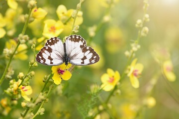 Beautiful summer scene with white butterfly.
