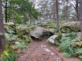 Francia - foresta di  Fontainebleau 