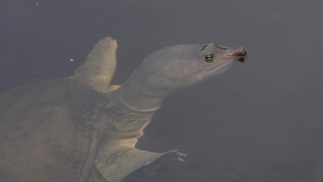 Florida Softshell Turtle