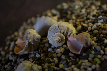 Black Sea rapan shells on pebbles