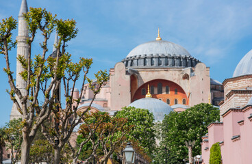 the Hagia Sophia in Istanbul, its grand domes and minarets reaching into the clear blue sky, complemented by the delicate spring buds in the foreground