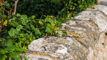 a stone wall with vibrant green ivy leaves creeping over its surface, highlighting the contrast between the organic growth and the weathered, lichen-covered stones, under bright sunlight.