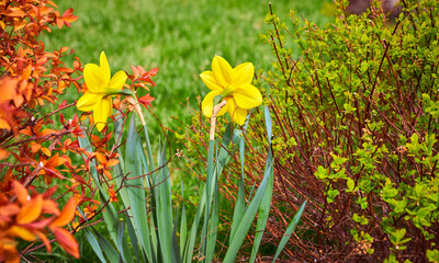 Spring time background with yellow narcissus flowers lent lily and green leaves. Gardening flowering floriculture. Landscape design