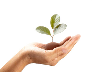 Hand aufgehalten mit wachsender Gr&uuml;npflanze  isoliert auf wei&szlig;en Hintergrund, Freisteller