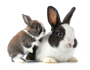 Fototapeta premium Hase auf vier beinen mit baby isoliert auf weißen Hintergrund, Freisteller