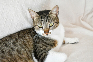 Fototapeta premium Tabby cat sitting looking at camera on sofa. Happy cat relaxing in a house.