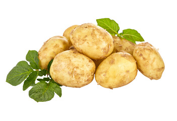 Potatoes with green leaves. Ripe harvest of fresh grown potato vegetables isolated. PNG.