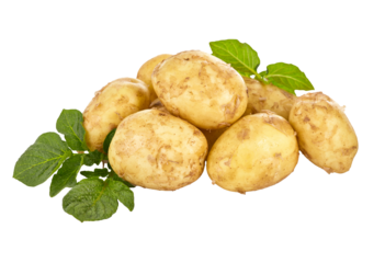 Potatoes with green leaves. Ripe harvest of fresh grown potato vegetables isolated. PNG.