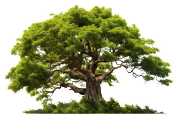 PNG Plant tree tranquility outdoors.