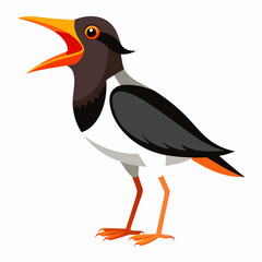 Canarian Oystercatcher bird screams icon vector