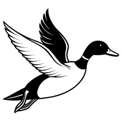 Pintail Duck flying  vector illustration svg file