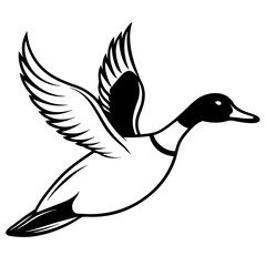 Pintail Duck flying  vector illustration svg file