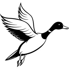 Pintail Duck flying  vector illustration svg file