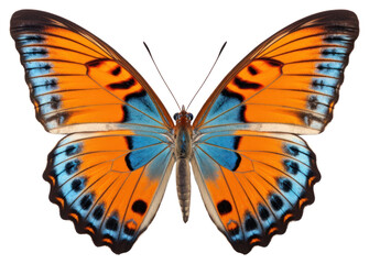 PNG Butterfly animal insect moth.