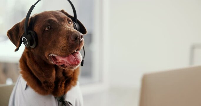 Office, business and dog on laptop at desk for call center, customer service and telemarketing agency. Pet, animal and brown Labrador on computer in professional workplace for humor, comedy and comic