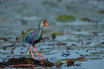 African purple swamphen or Purple gallinule ( Porphyrio madagascariensis)  foraging while walking...