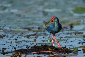 African purple swamphen or Purple gallinule ( Porphyrio madagascariensis)  foraging while walking...