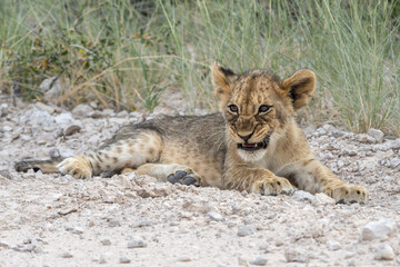 This lion cub was resting in the open with his mother iclose to him in Etosha National Park in Namibia. 