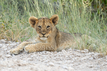 This lion cub was resting in the open with his mother iclose to him in Etosha National Park in Namibia. 