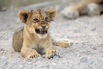 This lion cub was resting in the open with his mother iclose to him in Etosha National Park in Namibia. 