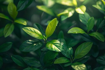 Fototapeta premium Green Leaves in Sunlight: A Close Up