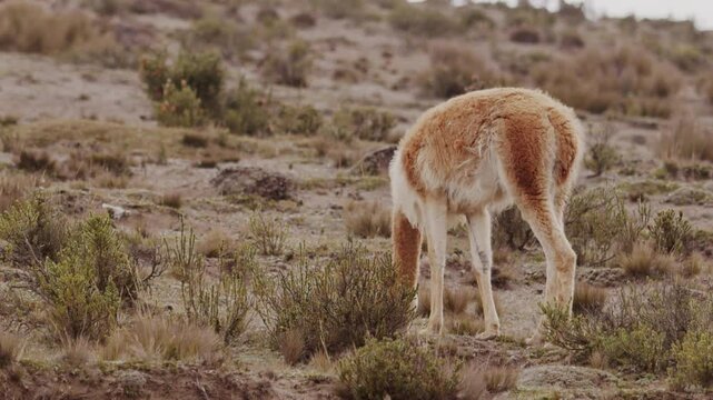 Slow motion footage of a wild vicuna grazing on the wild plants in the desert highlands in daytime