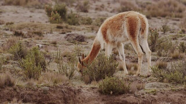 Slow motion footage of a vicuna grazing on the wild plants in the desert highlands during daytime