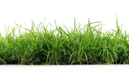 Fototapeta premium Abstract landscape with green grass white background abstract nature spring or summer with grass and bokeh lights. Blue sky behind, generative ai