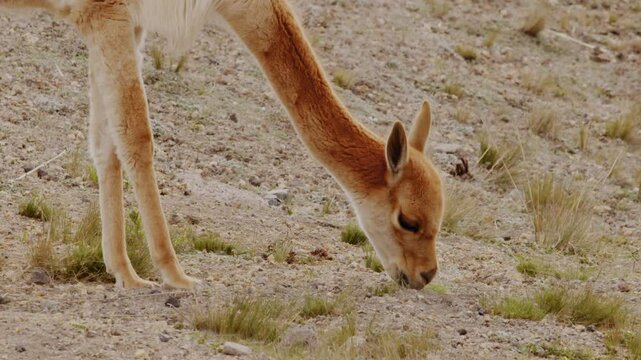 Slow motion closeup footage of vicuna grazing on the wild plants in the desert highlands in daytime