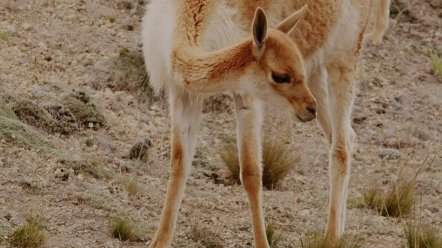 Slow motion footage of wild vicuna grazing on the wild plants in the desert highlands during daytime
