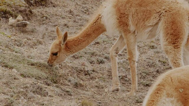 Slow motion footage of wild vicuna grazing on the wild plants in the desert highlands on a sunny day